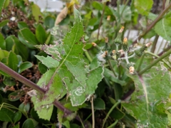 Sonchus