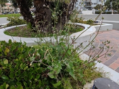 Sonchus