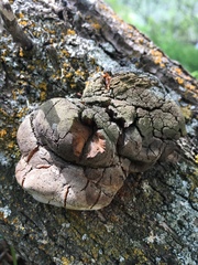 Fomitiporia hippophaeicola