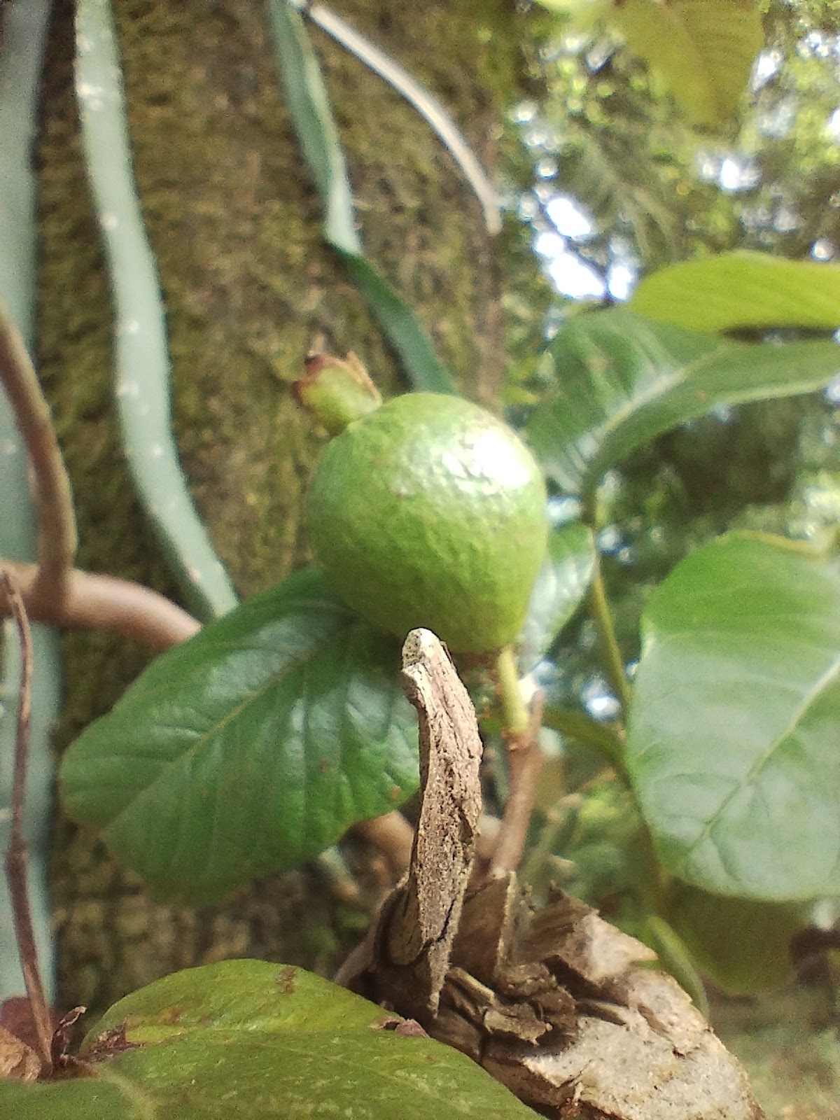 Psidium guajava