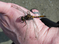 Leucorrhinia borealis