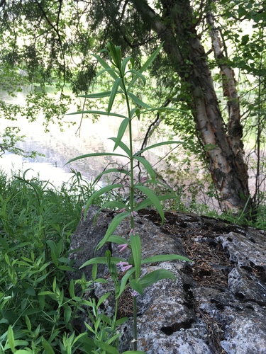 Polygonatum roseum, photograph 3