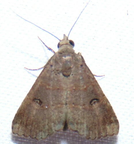 Double-lined Brown Moth photo 5