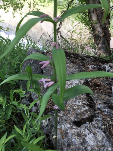Polygonatum roseum, photograph 5