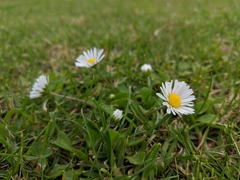 Bellis perennis