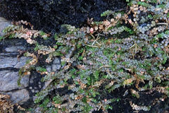 Epilobium komarovianum