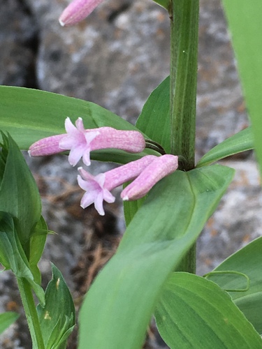 Polygonatum roseum, photograph 4