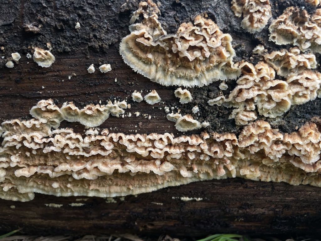 Deer-colored Trametes from Bosque La Primavera, Zapopan, Jal., MX on ...