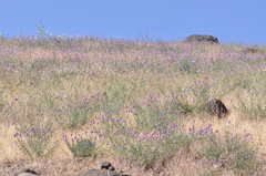 Dalea ornata