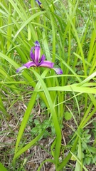 Iris graminea