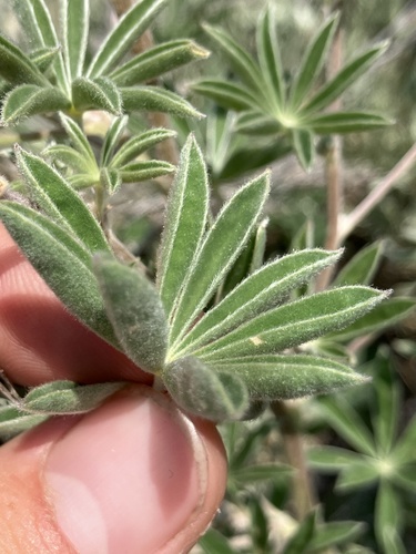 silky lupine (Lupinus sericeus)