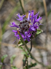 Monardella sinuata nigrescens