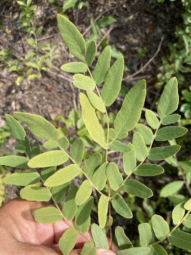royal fern (Osmunda regalis)