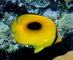 Chaetodon speculum