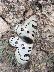 Parnassius apollonius