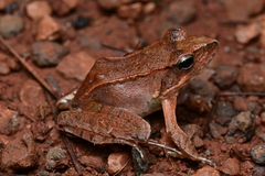 Chaochiao Brown Frog photo 2