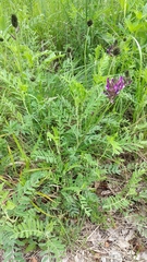 Astragalus vesicarius carniolicus