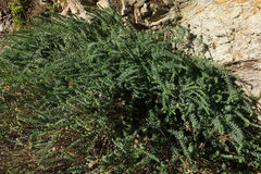 Linum monogynum monogynum