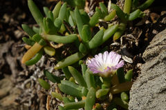 Disphyma australe australe