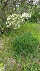Laserpitium latifolium