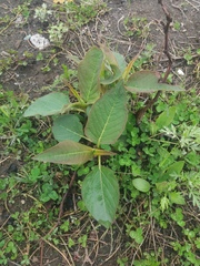 Koenigia weyrichii