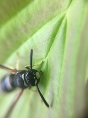 Ancistrocerus waldenii