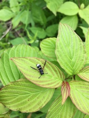 Ancistrocerus waldenii