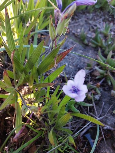 Image of Babiana villosula by (c) linkie, some rights reserved (CC BY)