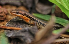 Eutropis clivicola