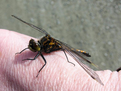 Leucorrhinia borealis