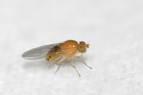 Sapromyza rotundicornis