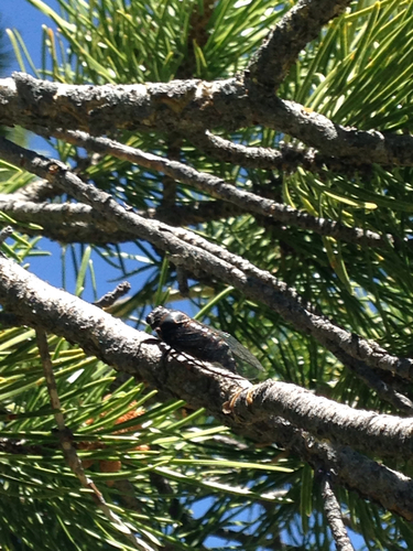 iNaturalist observation photo of Okanagana