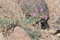 Dalea ornata