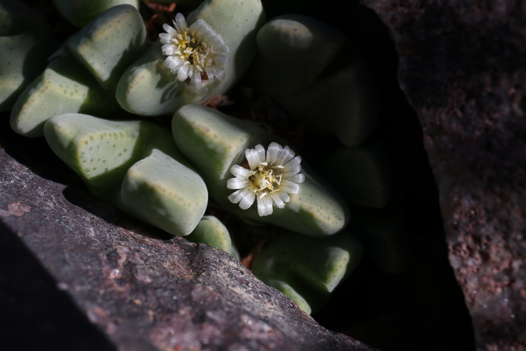 Conophytum quaesitum