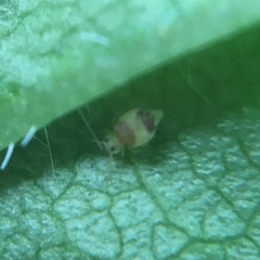 Deuterosminthurus bicinctus