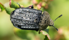 Thanatophilus lapponicus