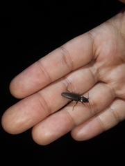 Deilelater physoderus