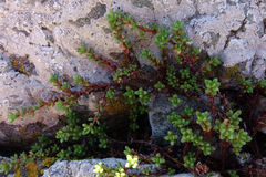 Crassula moschata
