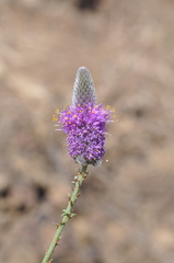Dalea ornata