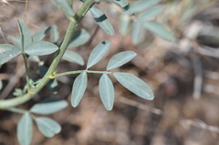 Dalea ornata
