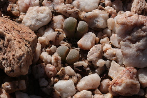Lithops hillii L. Bolus