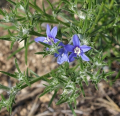 Eriastrum sapphirinum