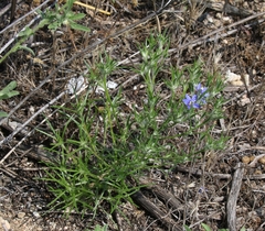 Eriastrum sapphirinum