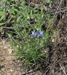 Eriastrum sapphirinum