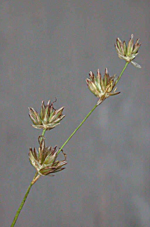 Juncus howellii