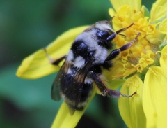 Bombus bifarius