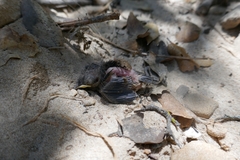 Thryomanes bewickii