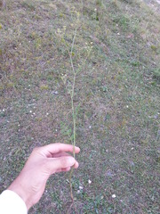 Seseli peucedanoides