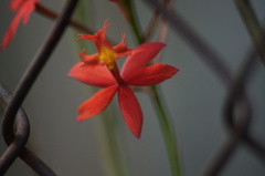 Epidendrum × obrienianum