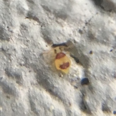 Deuterosminthurus bicinctus